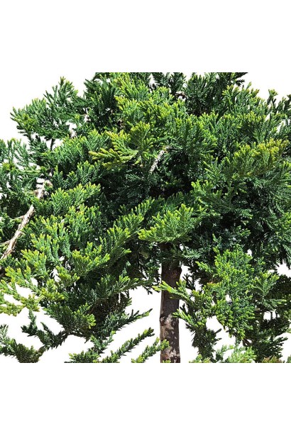 Ялівець сланкий Принц Уельський щеплений на штамбі